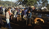 569_De dierenmarkt van Otavalo, 6 uur